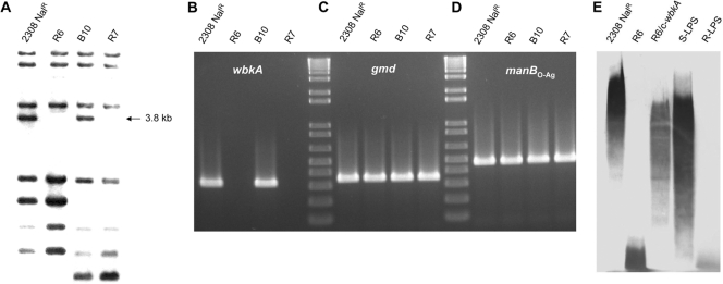 Fig 2