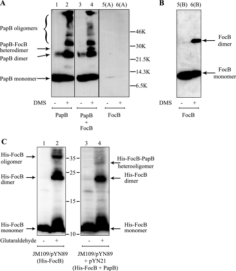 FIG. 5.