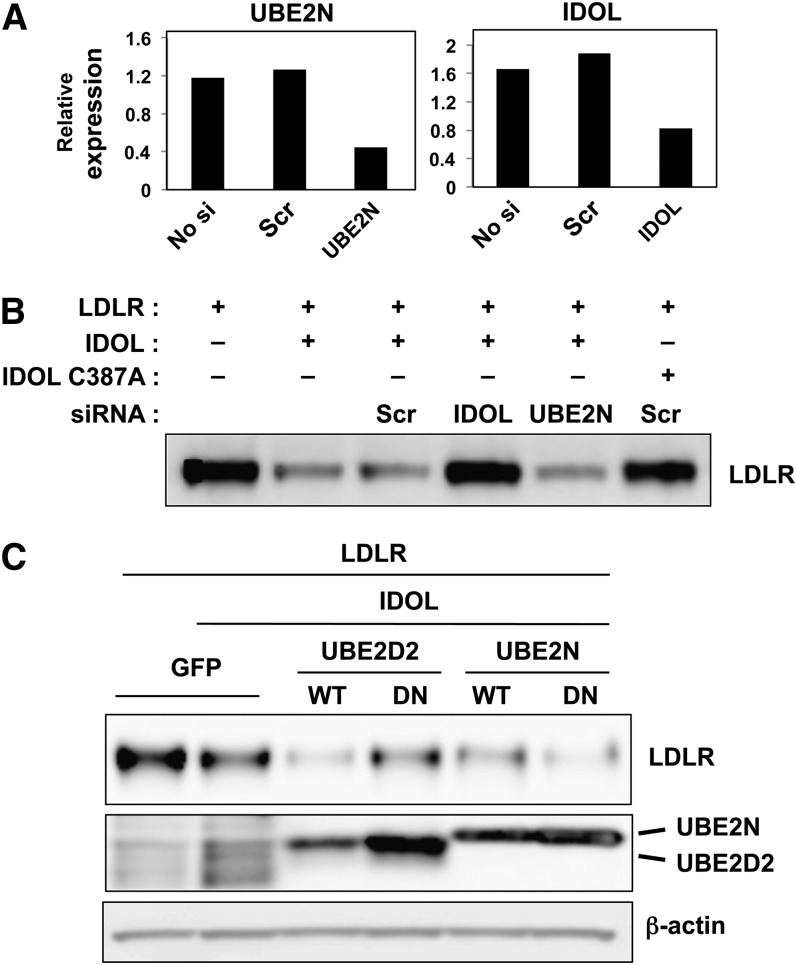 Fig. 8.