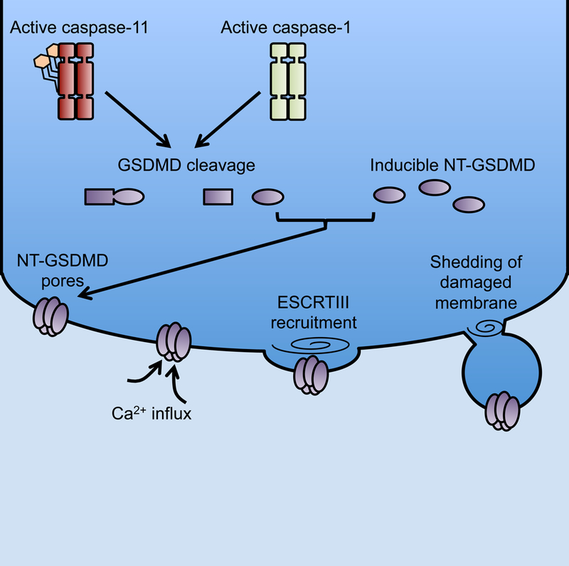 Figure 1: