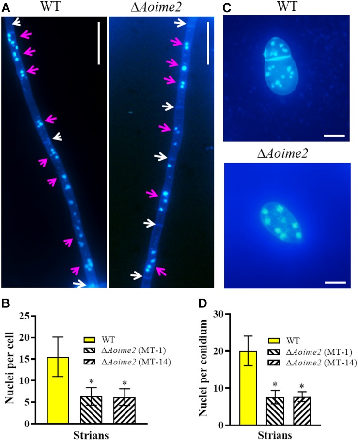 FIGURE 2