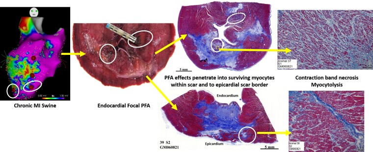 Graphical Abstract