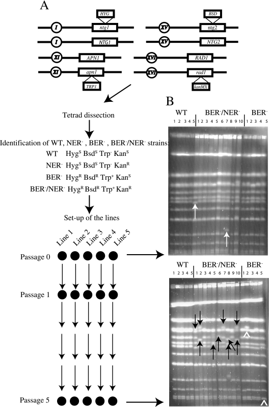 FIG. 4.