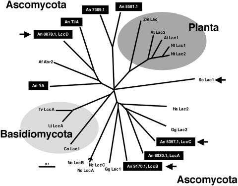 FIG. 5.