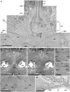 Fig 10