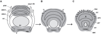 Fig 11