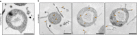 Extended Data Fig. 10