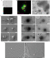 Extended Data Fig. 7