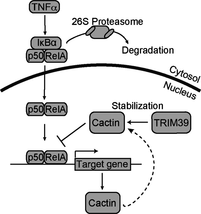 Fig. 8