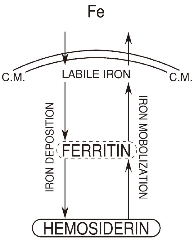 Fig. 6