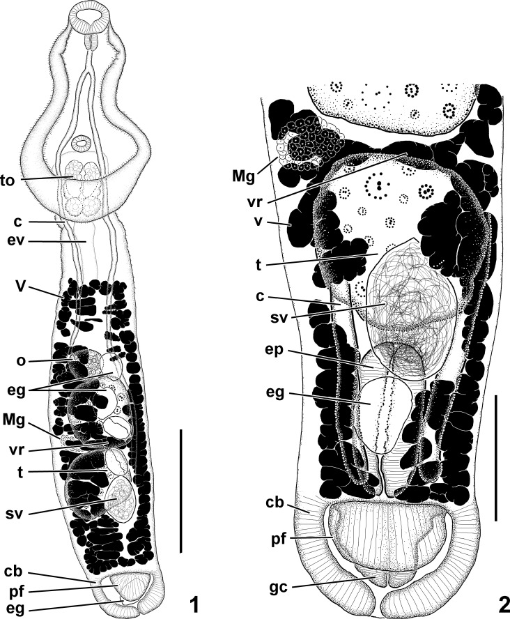 Figures 1, 2.