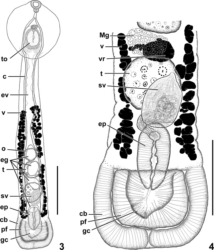 Figures 3, 4.