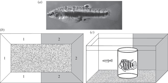 Figure 1.