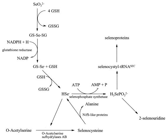 FIG. 6.