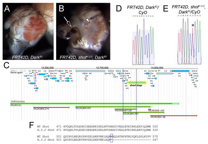 Figure 1. Characterization of shotH.3.2 mutation by phenotypic analysis, complementation mapping, and genetic sequencing