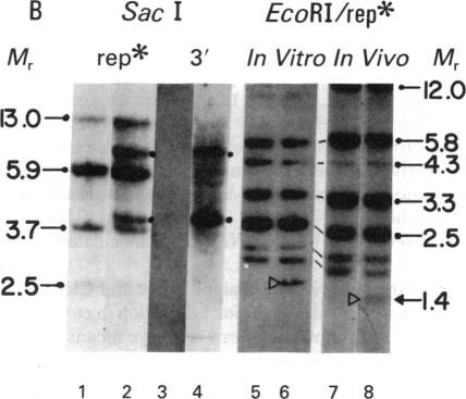 graphic file with name pnas00657-0157-a.jpg