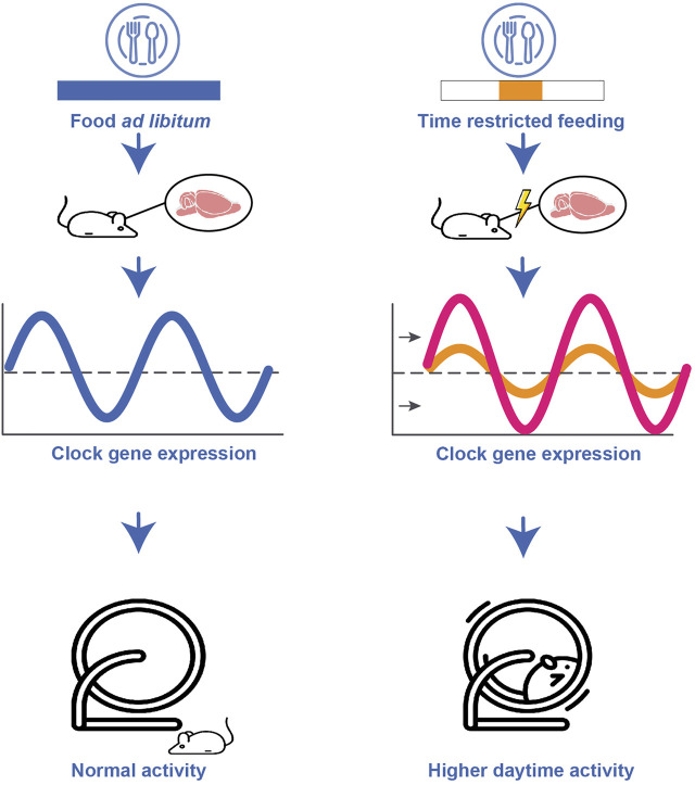 FIGURE 4