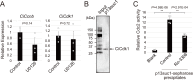 Figure 4—figure supplement 3.
