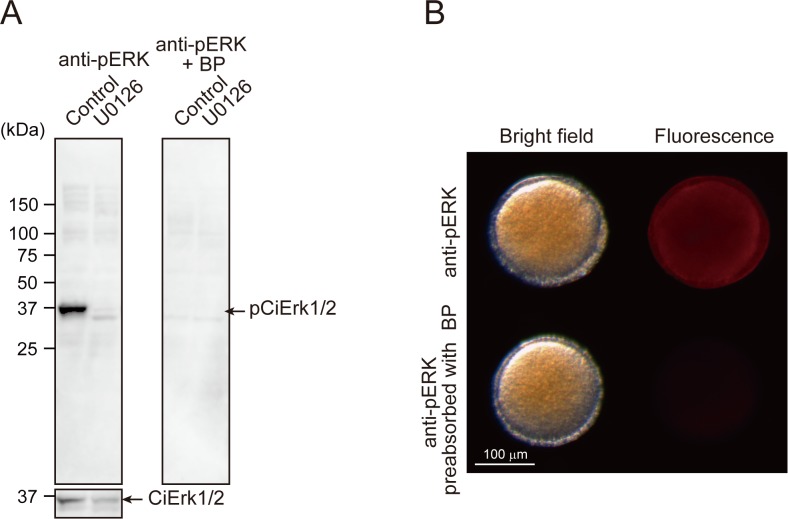 Figure 4—figure supplement 1.