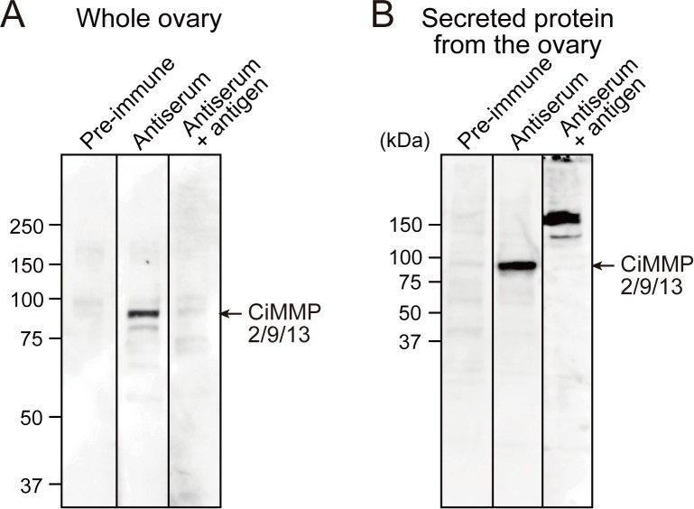 Figure 5—figure supplement 2.