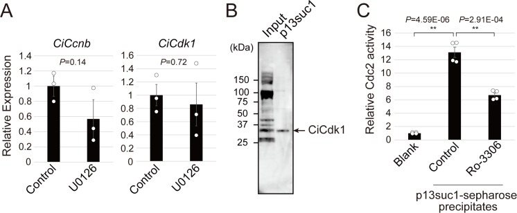 Figure 4—figure supplement 3.