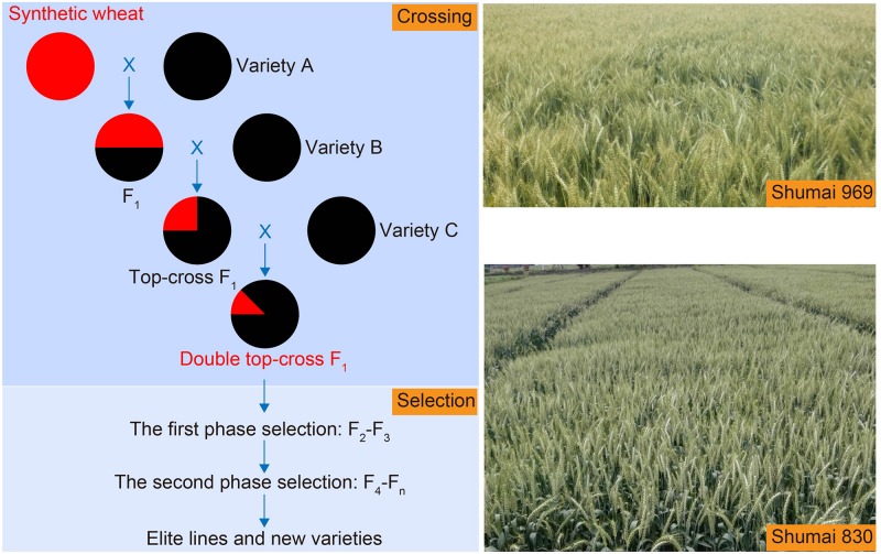 FIGURE 3