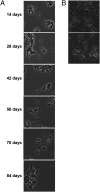 Fig. 3.