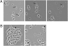 Fig. 4.