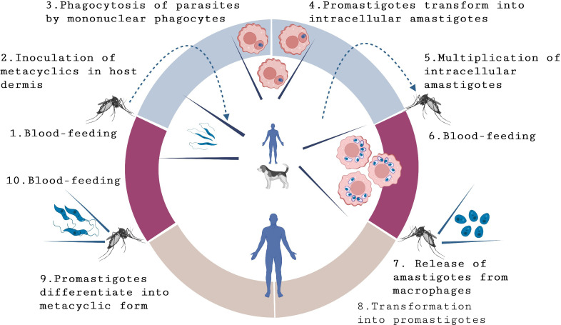 Figure 1