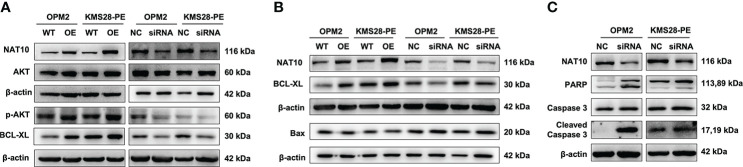 Figure 4