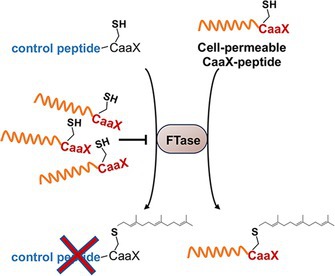 graphic file with name PSC-31-e70009-g007.jpg