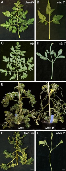 Fig. 6.