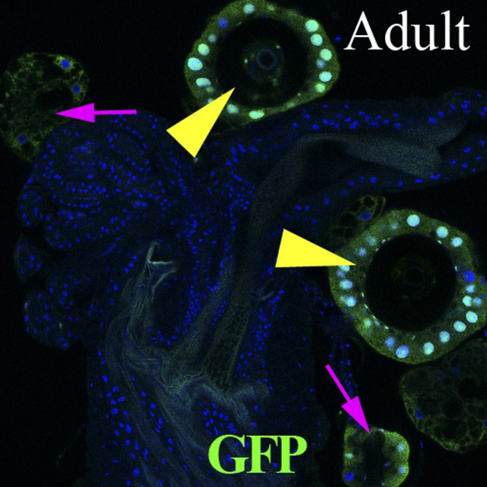 Figure 4—figure supplement 2.