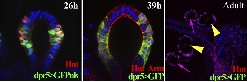 Figure 4—figure supplement 1.