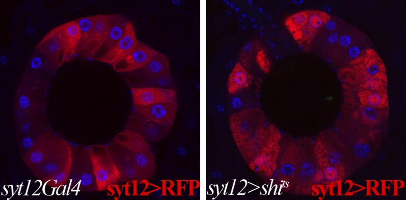 Figure 5—figure supplement 1.