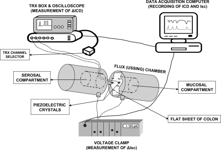 Fig. 1.