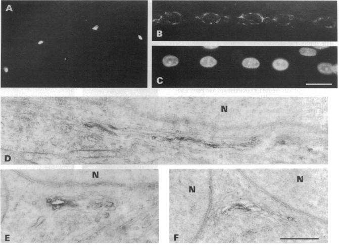 graphic file with name pnas00285-0399-a.jpg