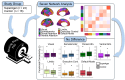 Graphical Abstract