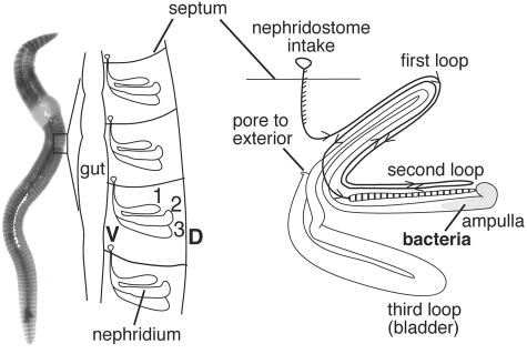 FIG. 1.