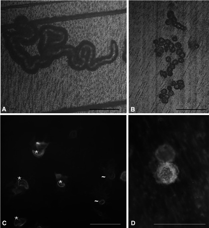 Fig. 5