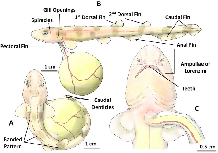 Fig 6