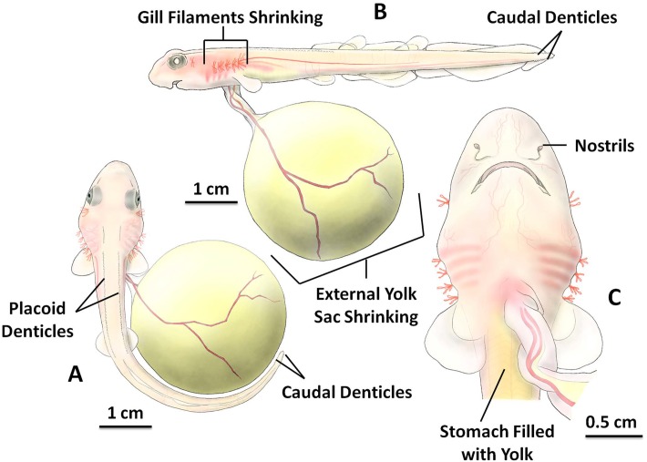 Fig 5