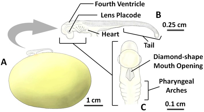 Fig 3