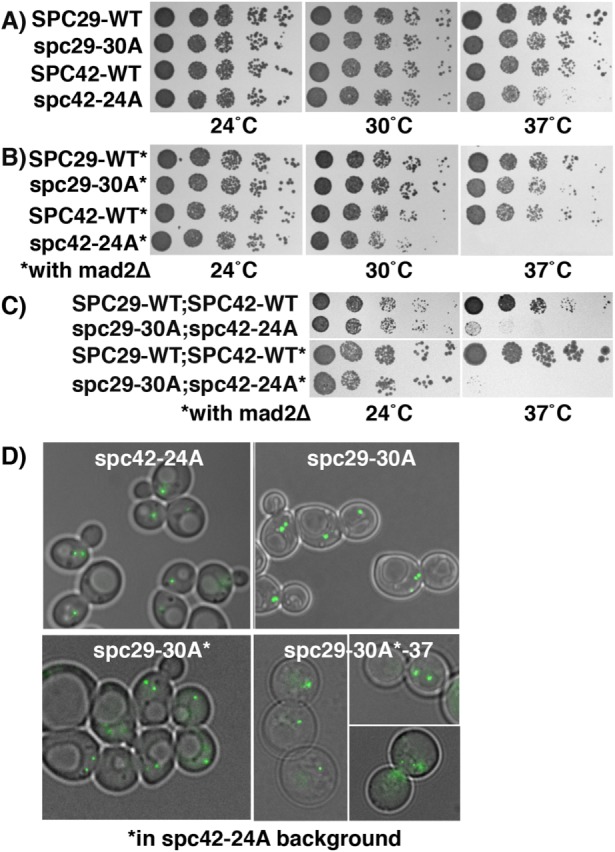 FIGURE 4: