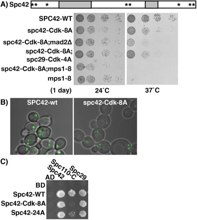 FIGURE 2: