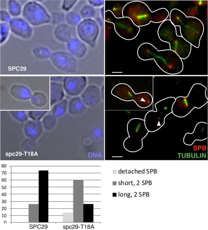 FIGURE 6: