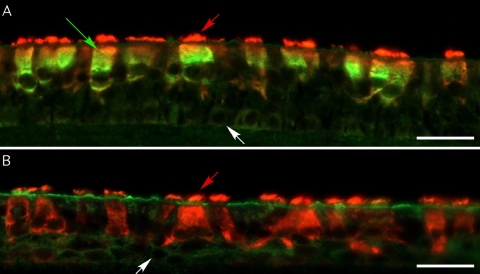 FIG. 6.