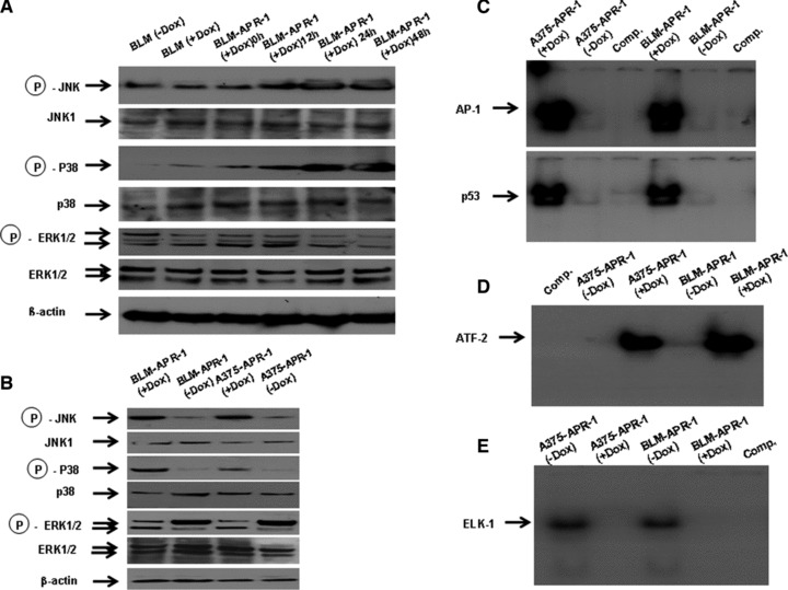 Fig 3