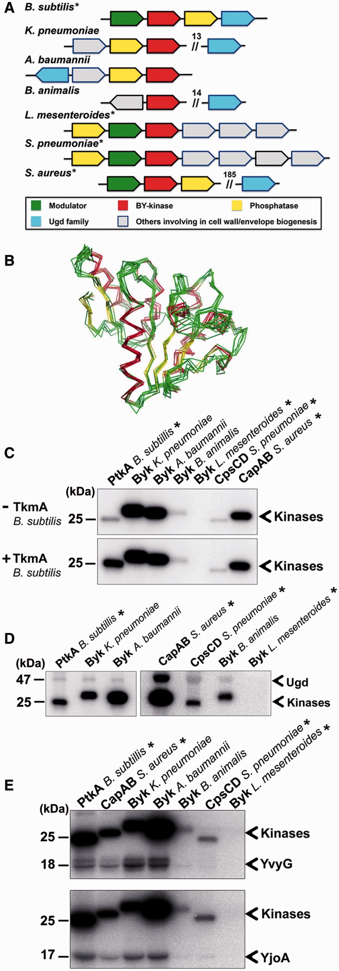 Fig. 8.—