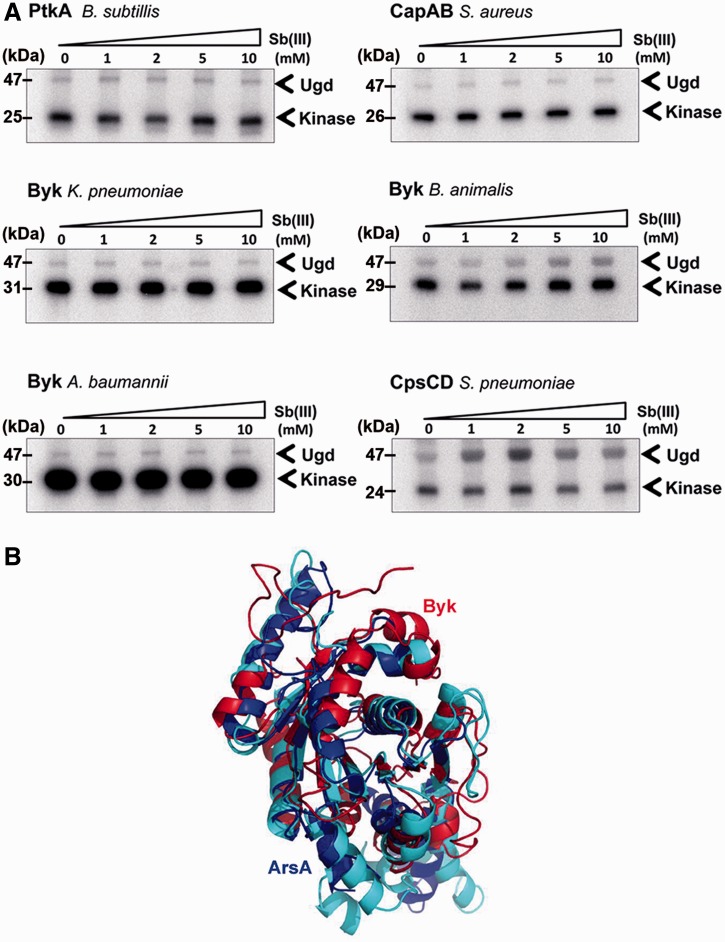 Fig. 9.—